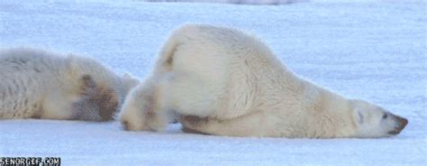 Sleepy Polar Bear GIF by Cheezburger - Find & Share on GIPHY