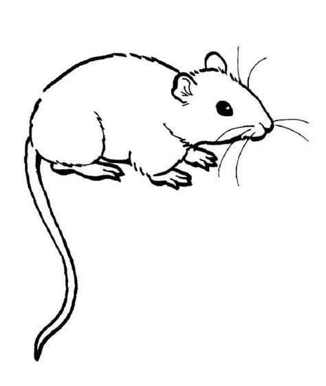 Rat Outline Drawing at GetDrawings | Free download