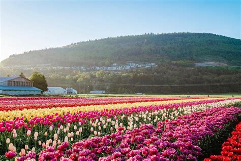 Abbotsford Tulip Festival Opens Monday April 15 – – FVN