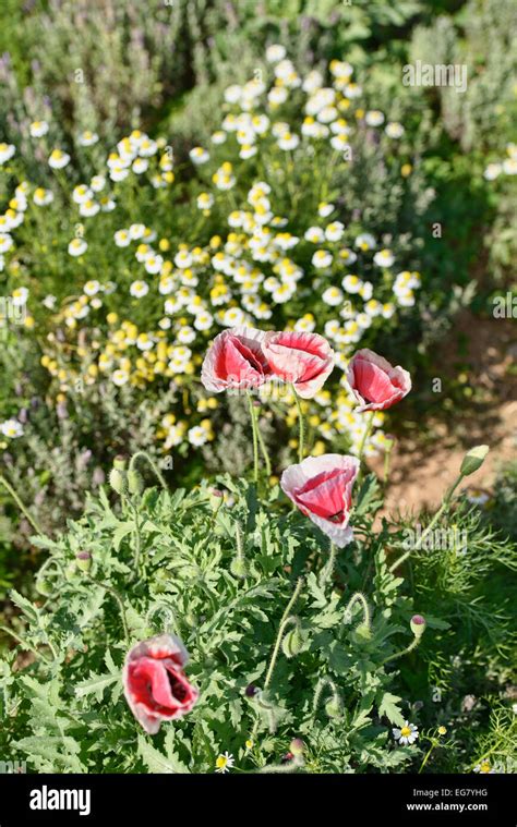 Poppy flowers in Mon Jam, Chiang Mai, Thailand Stock Photo - Alamy