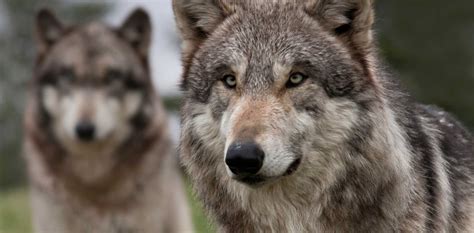 Northwestern Wolf (Canis Lupus Occidentalis) | Wolf Stuff