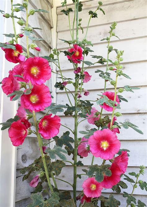 Southern Lagniappe: Hollyhocks