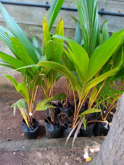 coconut tree - Green Orchid Nursery & Garden Center