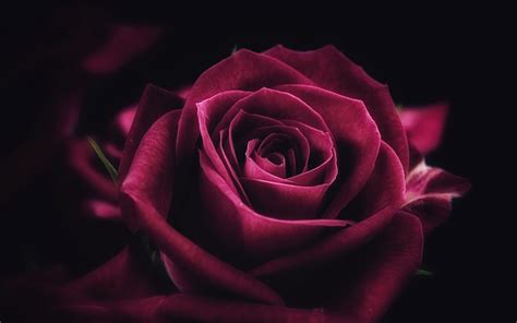 10 Excellent 4k wallpaper rose You Can Get It At No Cost - Aesthetic Arena