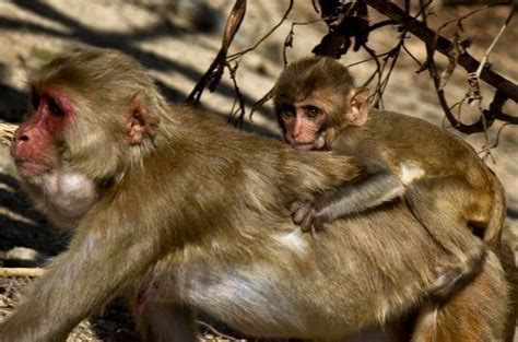 Magnificent Mutt Sniffs Out Mummified Monkeys at Logan Airport in Boston - Internewscast Journal