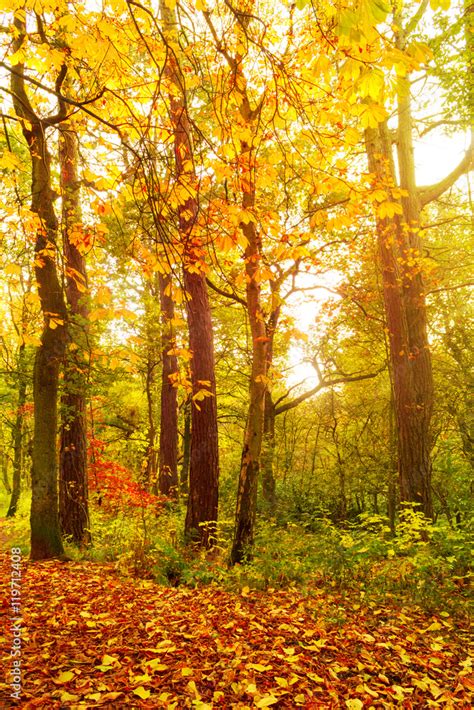 Autumn landscape with trees Stock Photo | Adobe Stock