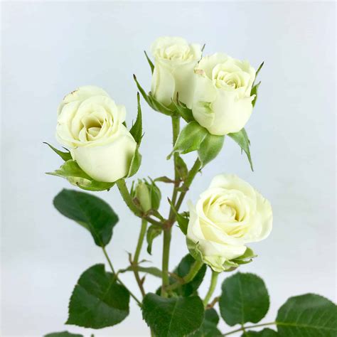 Spray Rose - White - Wholesale Bulk Flowers - Cascade Floral