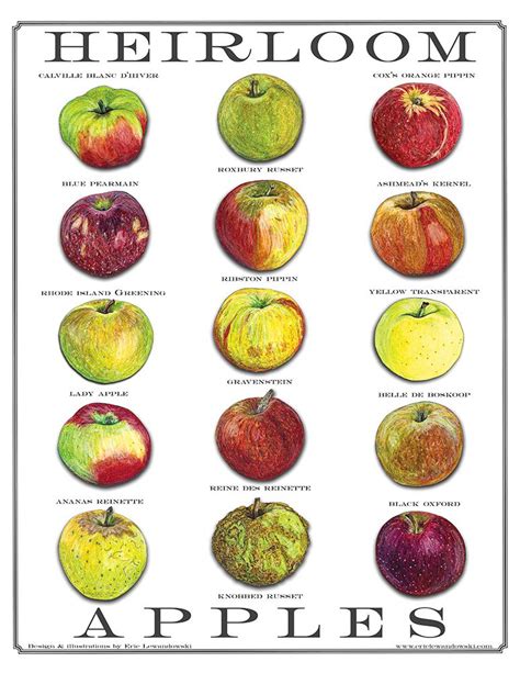 Varieties of apples fruit – Artofit