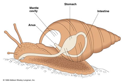 Animal Kingdom Project: Mollusca