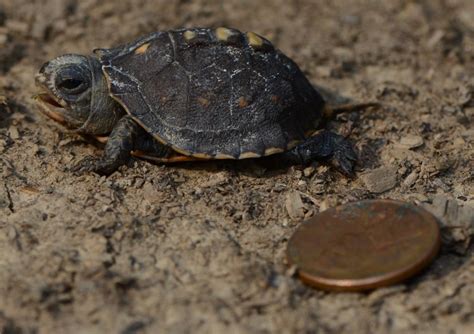 Baby Box Turtle Care