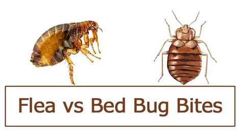 Flea Bites vs Bed Bug Bites + Differences & Pictures | Pestbugs