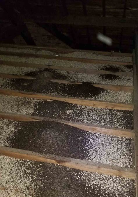 Attic Cleanup & Restoration - Animal Feces Removal | Bat Removal Pro