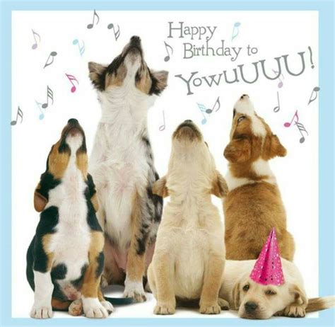 Dog Birthday Quotes Funny - ShortQuotes.cc