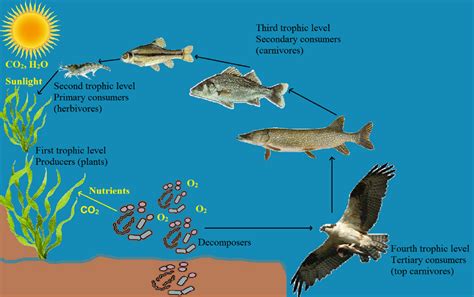 Roles Of Aquatic Microorganisms In Recycling Of Matter – Water ...