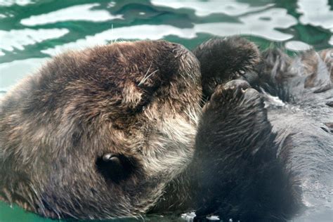 Photos: Sea otters napping at Seattle Aquarium | KOMO