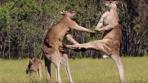 10 Awesome Kangaroo Facts You Never Knew