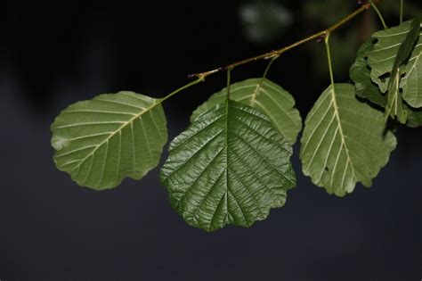 Aliso | Características, raíces, propiedades medicinales | Árbol, planta