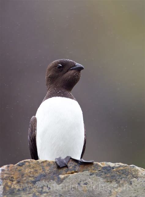 Little Auk | Pet birds, Sea birds, Bird photo