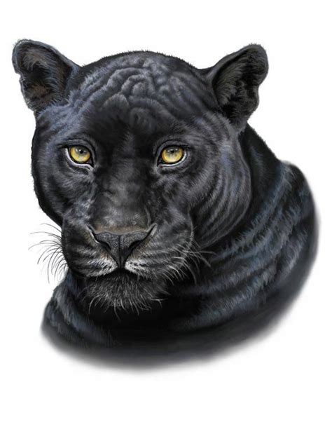 Black Panther -Print #bigcats | Black panther drawing, Black panther tattoo, Panther pictures