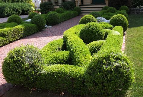 Boxwood: The Aristocrat of Northern Virginia Landscaping Plants ...