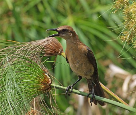 Florida’s Cape Canaveral National Seashore Wildlife – Graeme’s ...