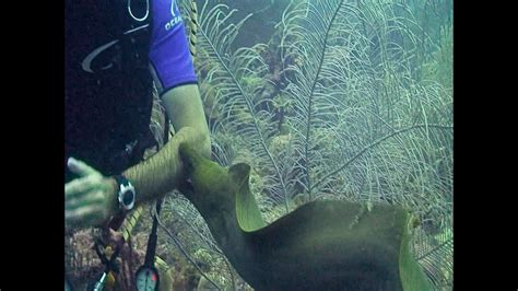 Moray Eel Attacks Diver..A terrifying moment in an otherwise peaceful recreational activity ...