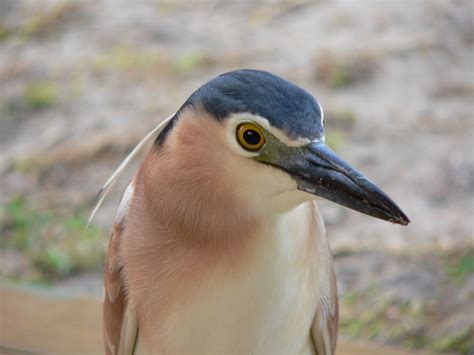 BirdLife Melbourne - Nankeen Night-Heron