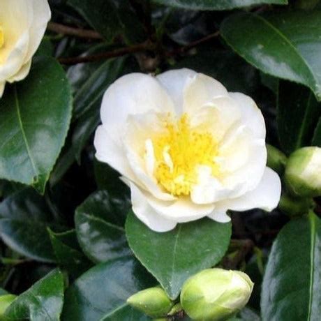 White Camellia | White Camellia Flower - PlantingTree