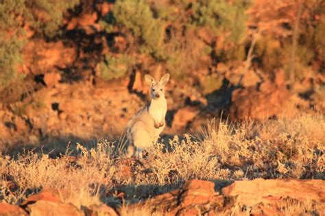 Outback Animals - Australian Photography