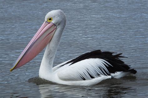 What’s the Difference between Pelicans: Dalmatian, Australian, Great ...