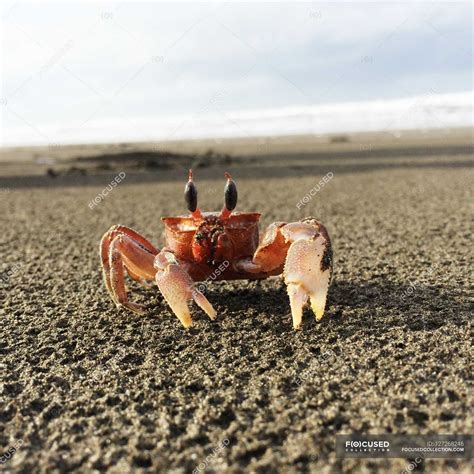 Crab on beach outdoors — square, Full Length - Stock Photo | #127268246