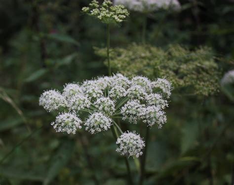 Angelica Root: Embrace the Healing Aura of the 'Root of the Holy Spirit' | Sacred Plant Co ...