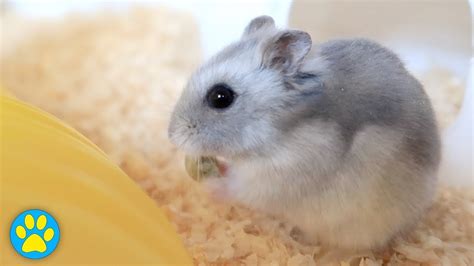 Cute Winter White Dwarf Hamster