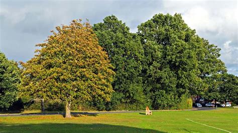 Sweet Chestnut Blight (C. parasitica) - Woodland Trust