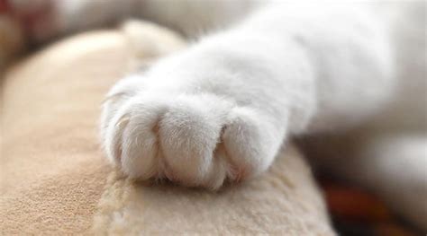 DECLAWED CATS: THE PSYCHOLOGICAL IMPACTS OF DECLAWING ON CATS