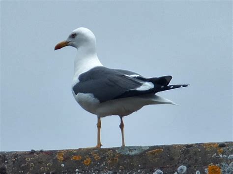 Lesser black-backed Gull