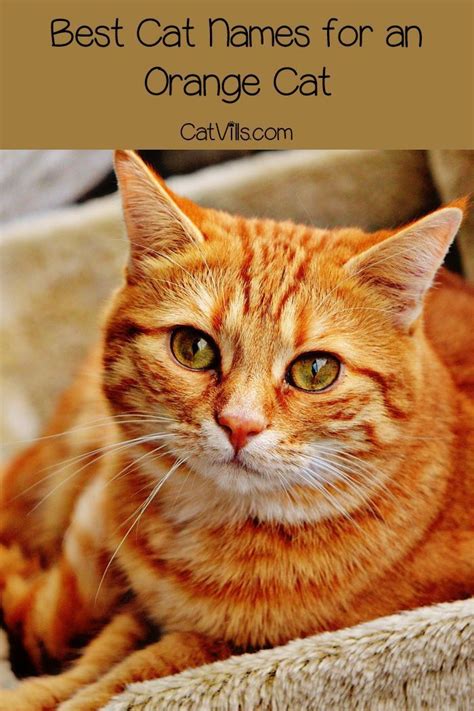 Top 10 Orange Cat Names for Your New Ginger Tabby | Cute cat names, Cat names, Girl cat names