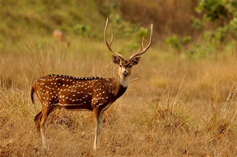 Top 5 Wildlife Sanctuaries in India - Thomas Cook India Travel Blog