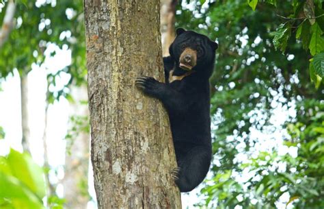 Sun Bear: World’s Smallest Bear Has Surprisingly Human Traits - Cool ...