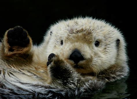 Could Sea Otters Help Save California’s Vanishing Kelp Forests? | Discover Magazine