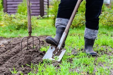 How to dig the soil in your garden and what benefits will it bring?