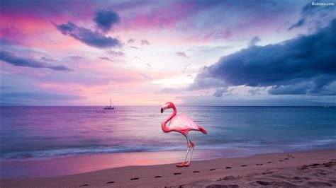 Flamingo Wallpapers - Top Free Flamingo Backgrounds - WallpaperAccess