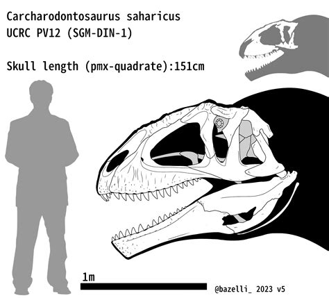 Carcharodontosaurus saharicus UCRC PV12 skull by carcharsauce on DeviantArt