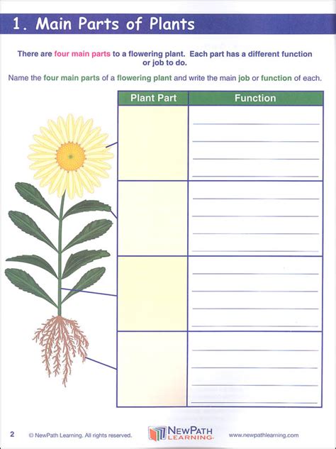 Science Graphic Organizer - Grade 3 | NewPath Learning