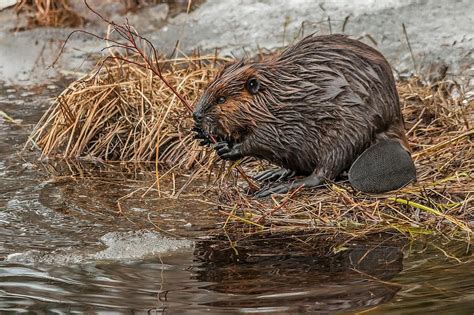 Beaver Tail Photograph by Steve Dunsford