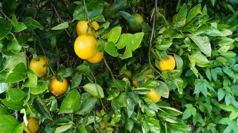 Citrus Season in Florida 2024-2025 - Rove.me