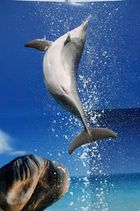 Dolphin jump stock photo. Image of play, swimmer, amusement - 12284076