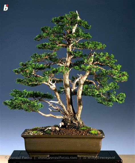 GA-97-99-bonsai-chamaecyparis obtusa nana – Bonsai Today