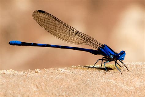 Damselfly Macro Free Stock Photo - Public Domain Pictures