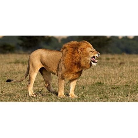Lion Roaring - Schleich 14726 - Roaring Lion
